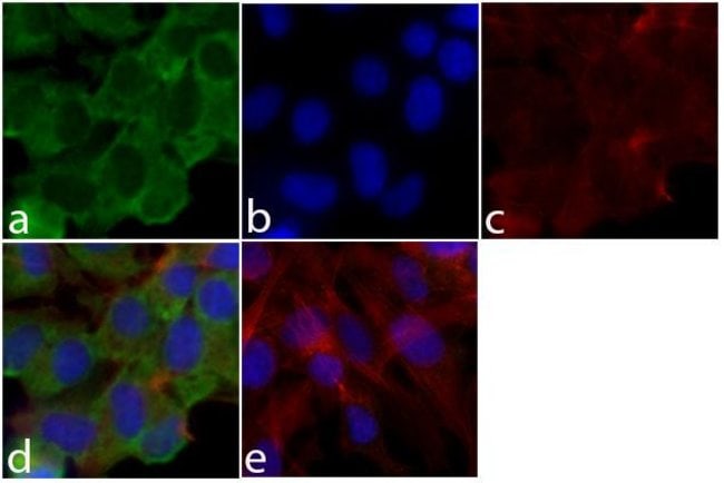 Anti-HisG Antibody, 50 µl The Anti-HisG