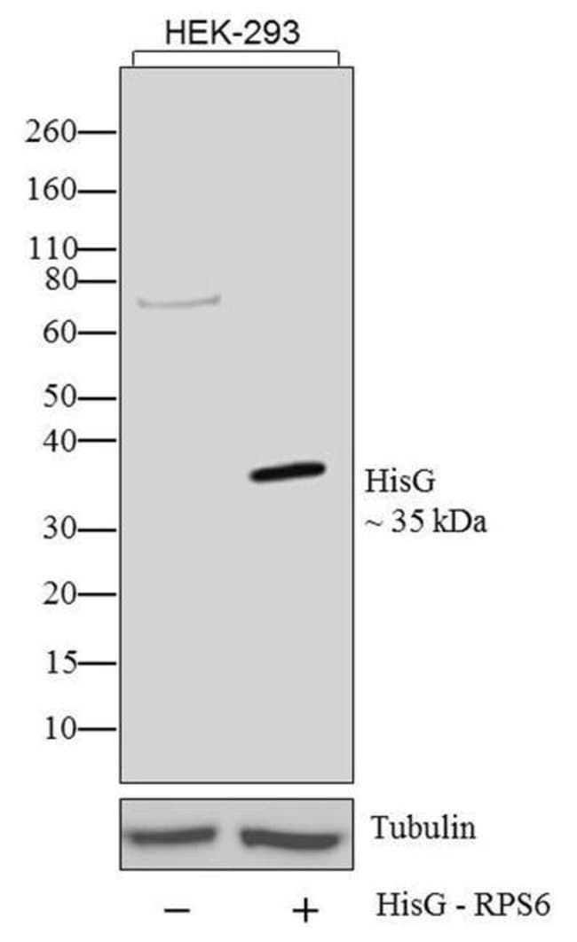 Anti-HisG-HRP Antibody, 50 µl The Anti-H