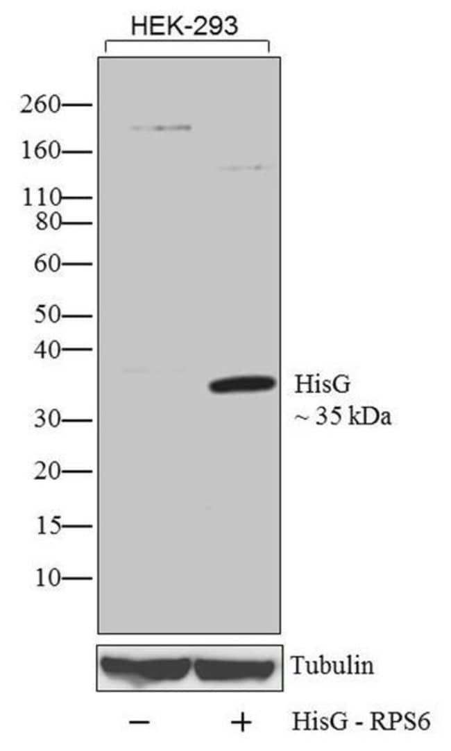 Anti-HisG-AP Antibody, 125 µl The Anti-H