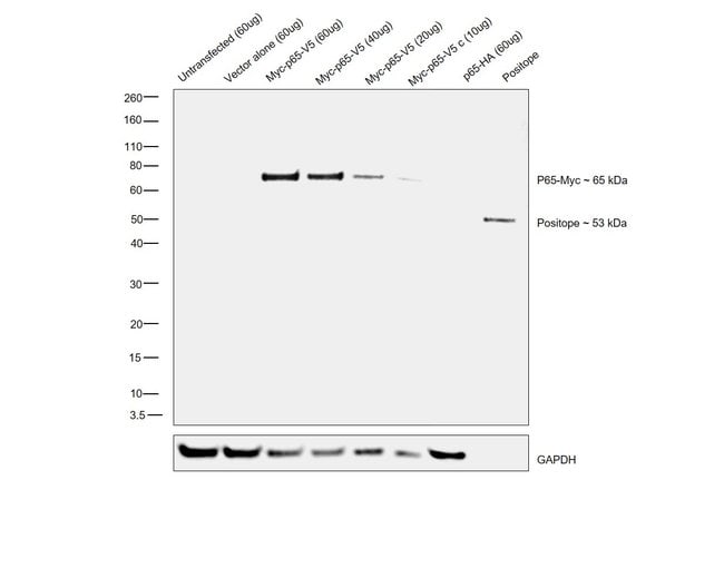 Anti-myc-HRP Antibody, 50 µl The Anti-my
