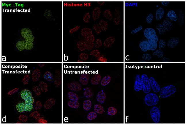 Anti-myc-FITC Antibody, 50 µl The Anti-m
