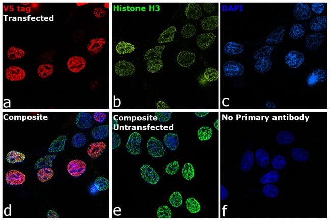 Anti-V5 Antibody, 50 µl The Anti-V5 Anti