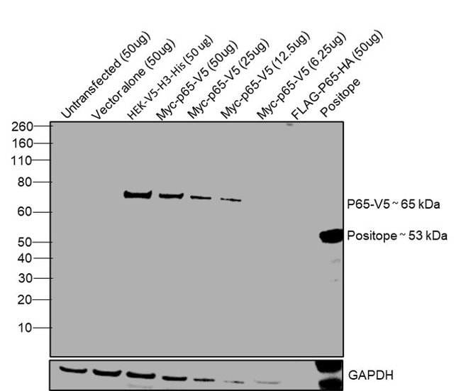 Anti-V5-HRP Antibody, 50 µl The Anti-V5