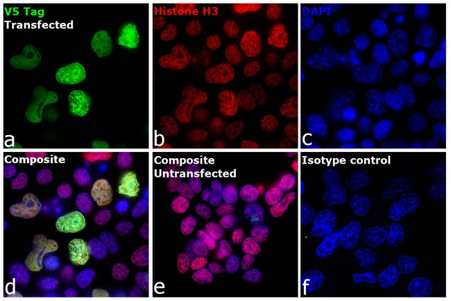 Anti-V5-FITC Antibody, 50 µl The Anti-V5