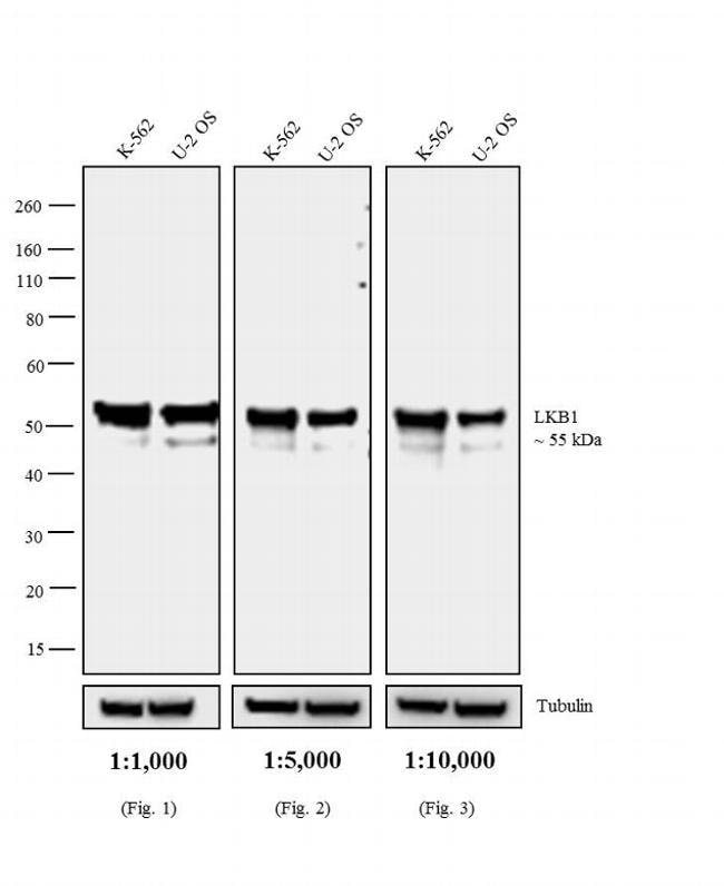 1 MG MOUSE IGG2A (PEROXIDASE) RAT MONOCL