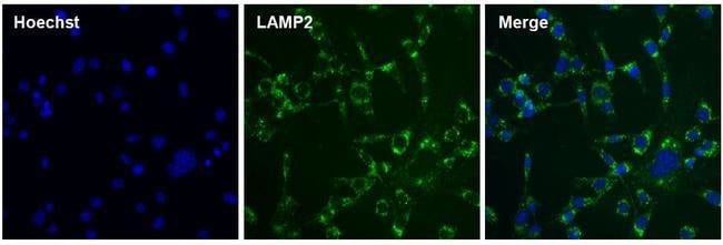 GOAT ANTI-RAT IGG (H+L), CROSS ABSORBED