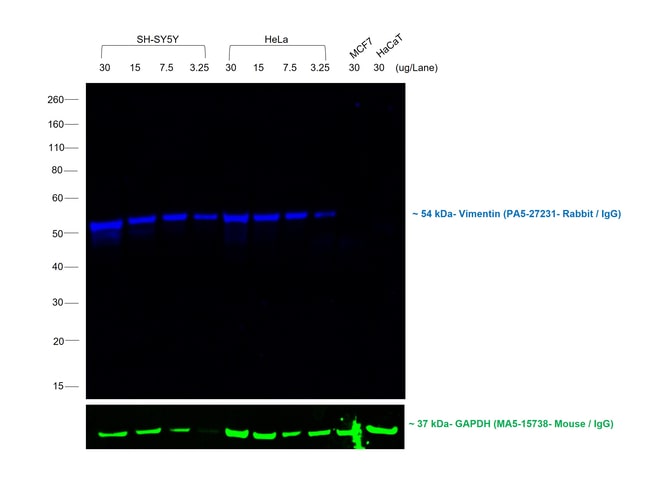 DONKEY ANTI-RABBIT IGG (H+L), CROSS ABSO