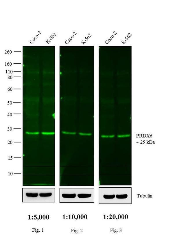 DONKEY ANTI-RABBIT IGG (H+L), CROSS ABSO