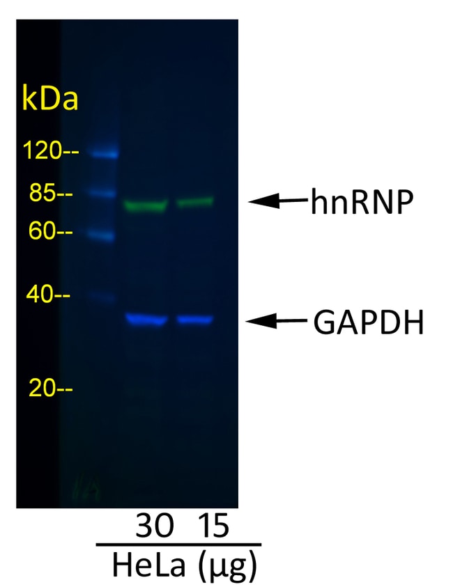 RABBIT ANTI-GOAT IGG (H+L), CROSS ABSORB
