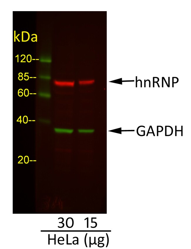 RABBIT ANTI-GOAT IGG (H+L), CROSS ABSORB