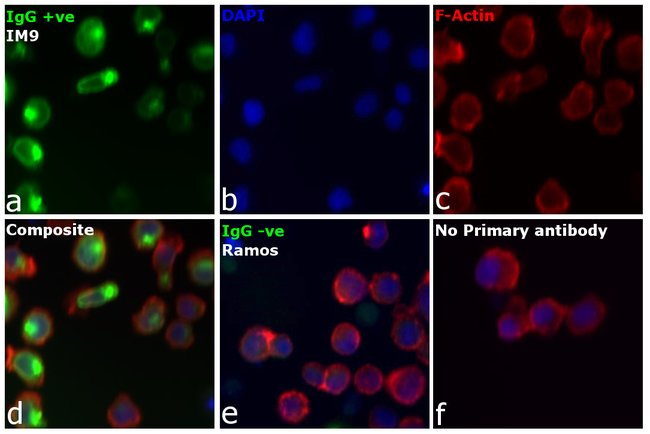 RABBIT ANTI-HUMAN IGG (H+L), CROSS ABSOR