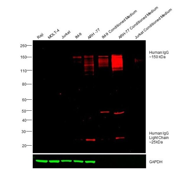 RABBIT ANTI-HUMAN IGG (H+L), CROSS ABSOR