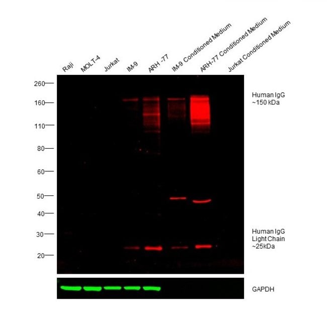RABBIT ANTI-HUMAN IGG (H+L), CROSS ABSOR