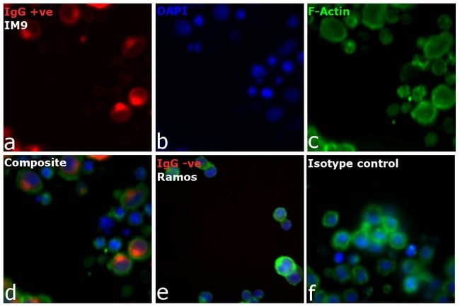 RABBIT ANTI-HUMAN IGG (H+L), CROSS ABSOR