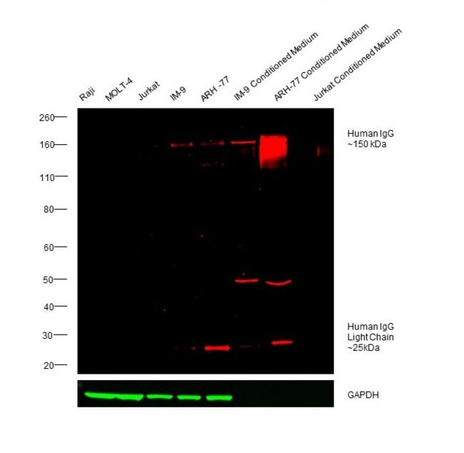 RABBIT ANTI-HUMAN IGG (H+L), CROSS ABSOR