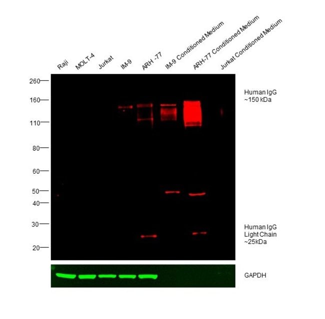 RABBIT ANTI-HUMAN IGG (H+L), CROSS ABSOR