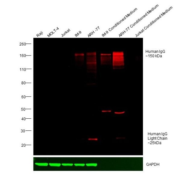 RABBIT ANTI-HUMAN IGG (H+L), CROSS ABSOR