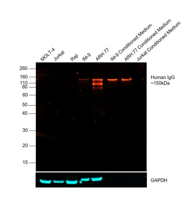 500ug Goat anti-Human IgG-Fc Fragment, C