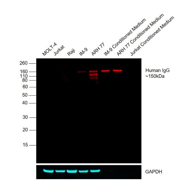 500UG Goat anti-Human IgG-Fc Fragment, C
