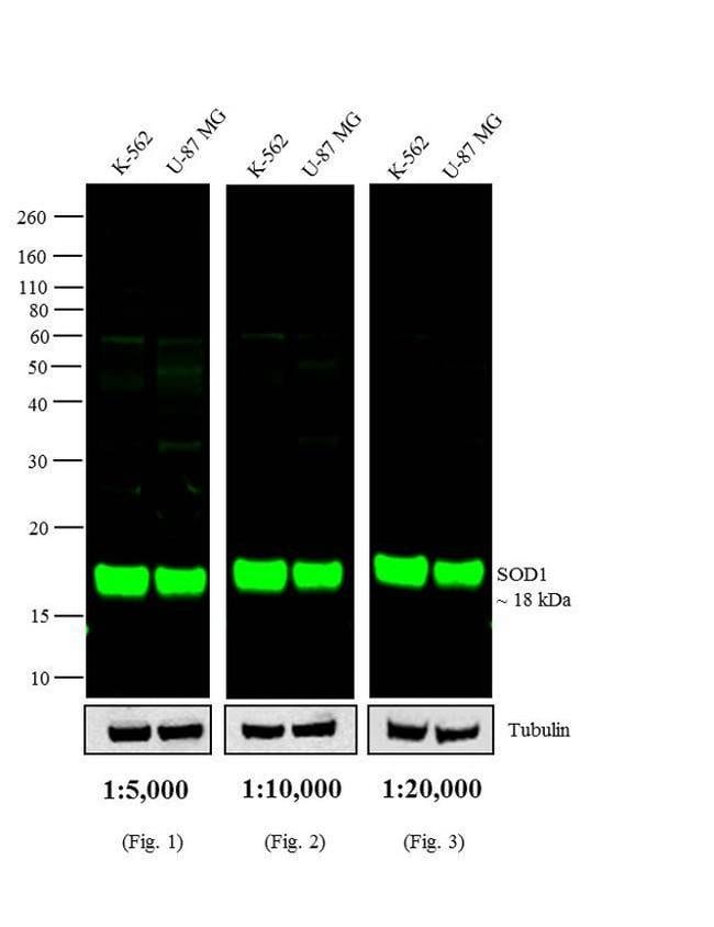 RABBIT ANTI-MOUSE IGG (H+L), CROSS ABSOR