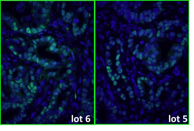 DONKEY ANTI-MOUSE IGG (H+L), CROSS ABSOR
