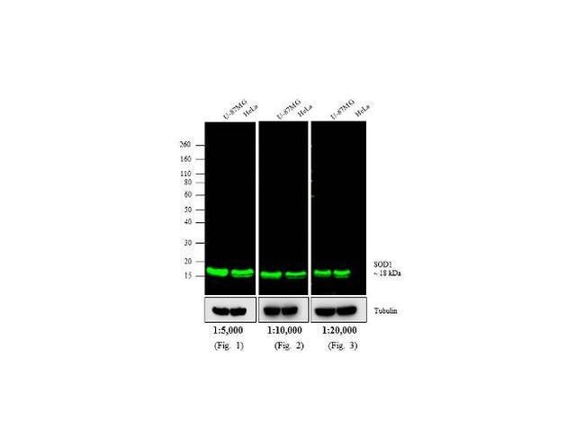 GOAT ANTI-MOUSE IGG (H+L), CROSS ABSORBE