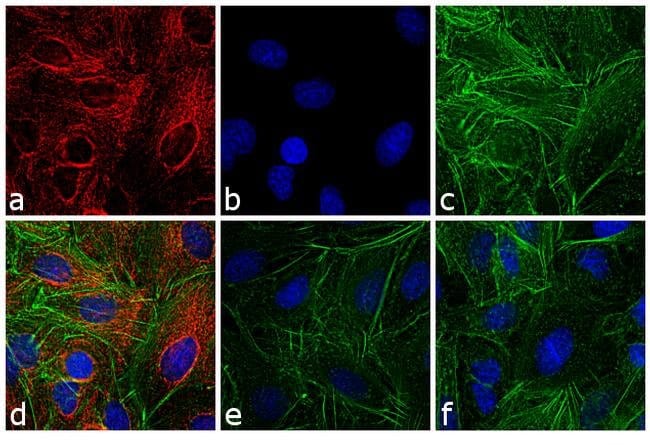 GOAT ANTI-RAT IGG (H+L), CROSS ABSORBED