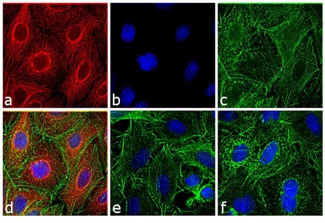 GOAT ANTI-RAT IGG (H+L), CROSS ABSORBED