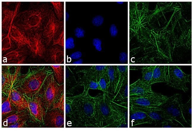 GOAT ANTI-RAT IGG (H+L), CROSS ABSORBED