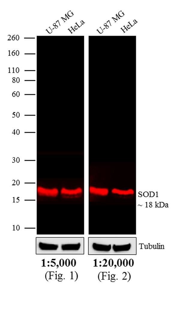 RABBIT ANTI-MOUSE IGG (H+L), CROSS ABSOR