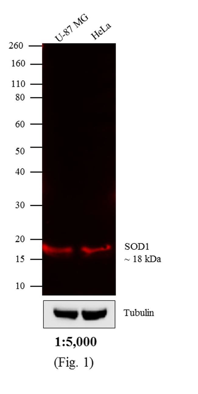 DONKEY ANTI-MOUSE IGG (H+L), CROSS ABSOR