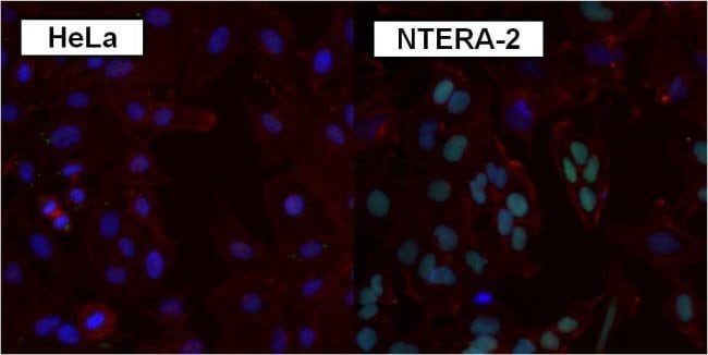 100UG Polyclonal antibody, anti-SOX2, ho