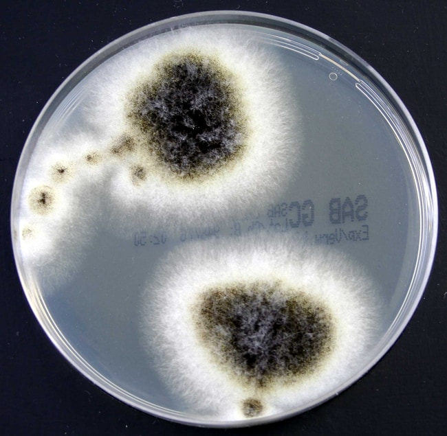 Sabouraud-Glucose-selektiver Agar mit Ge