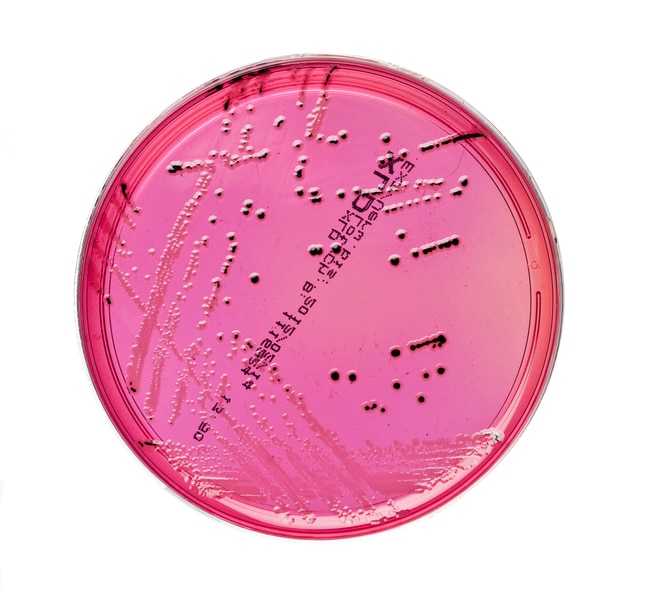Thermo Scientific XLD-Agar, Bezeichnung:
