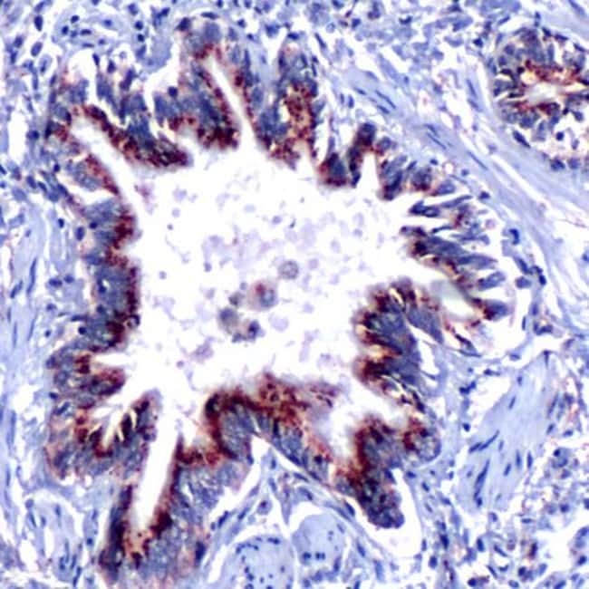 500uL Polyclonal antibody, sonic hedgeho