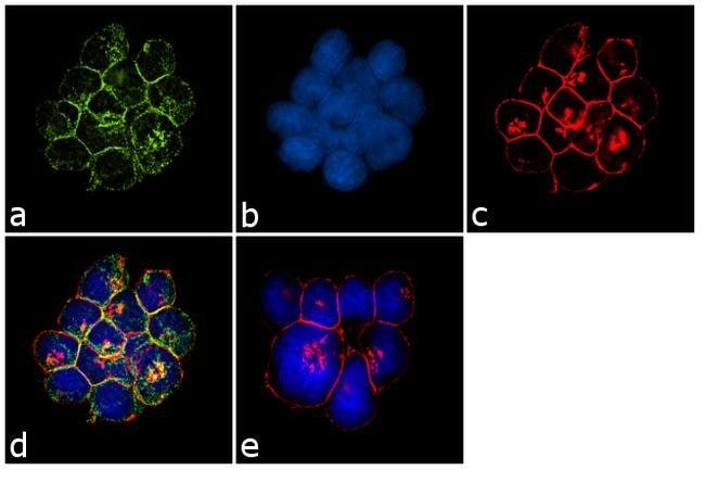 ANTI-HUMAN VB8(A)MAB 200µG
