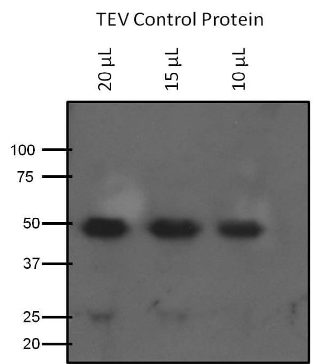 50UG TEV CLEAVAGE SITE POLYCLONAL ANTIBO