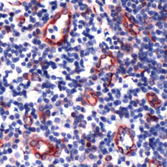 500uL Polyclonal antibody, TIE-1, host r
