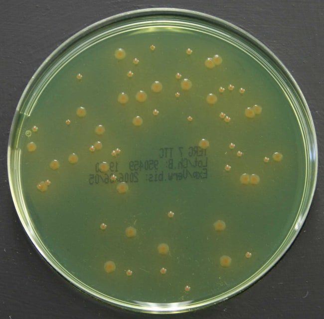 Tergitol7 -Laktose-TTC Agar, Verpackung: