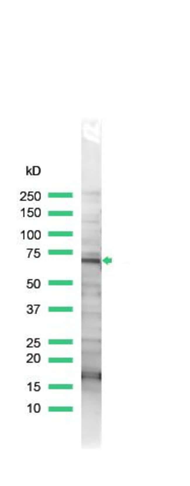 1 ML Thrombin R Rabbit polyclonal antibo
