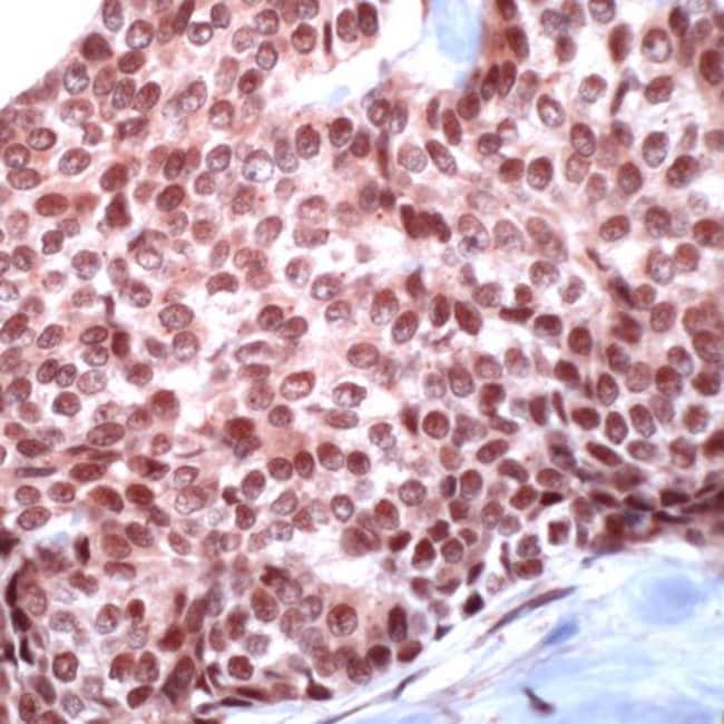 500uL Polyclonal antibody, USF-2, host r