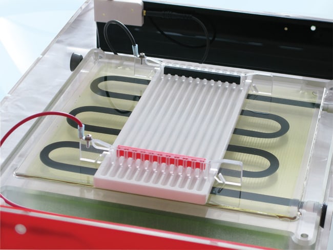 Cleaver Scientific Flachbett-IEF-System