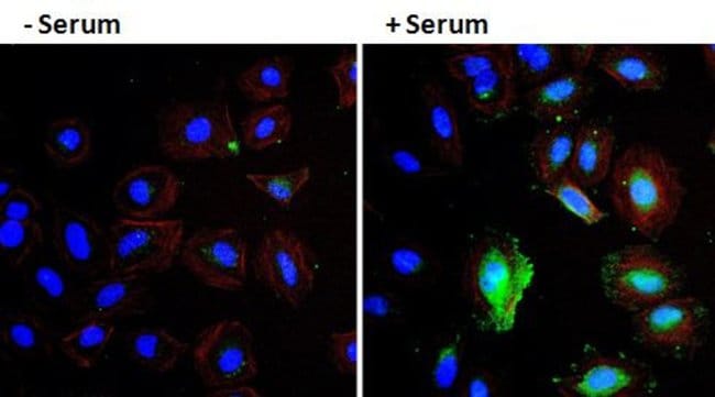 HUMAN VEGF-A DETECTION ANTIBODY