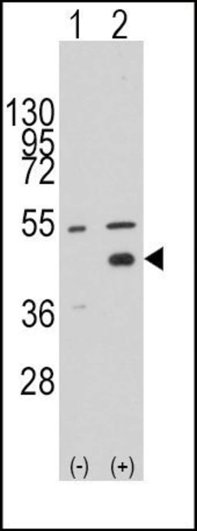 ANTI-WIF1, 0,1 MG