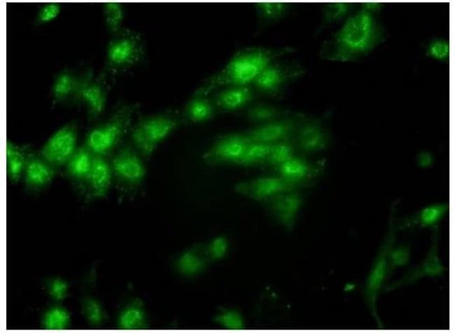 Anti-ANP Atrial natr factor polyclonal a