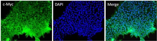 1MG C-MYC MONOCLONAL ANTIBODY (9E10)