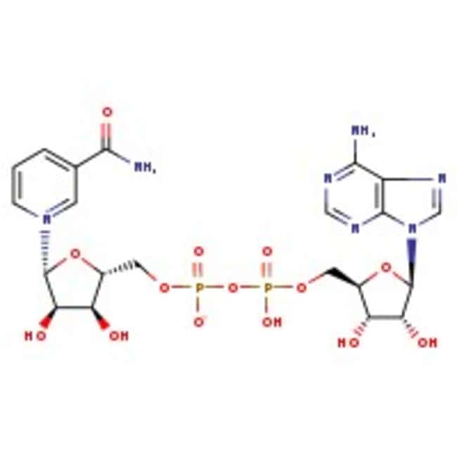 Beta-Nicotinamid-Adenin-Dinukleotid, 97