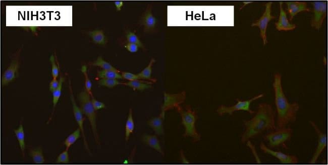 EIF1 MONOCLONAL ANTIBODY (2B9)