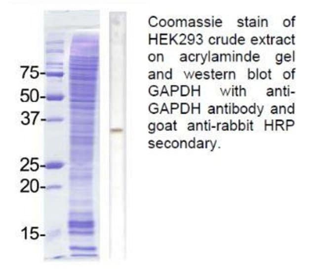 Anti-GAPDH Polyclonal Antibody 100UG
