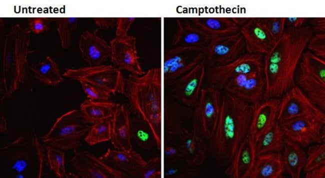 PHOSPHO-CREB PSER133 MONOCLONAL ANTIBODY